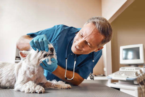 Best Emergency Tooth Extraction in Falmouth, VA